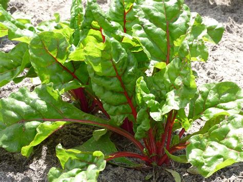 Swiss Chard Health Benefits: 9 Ways This Green Is Great For You