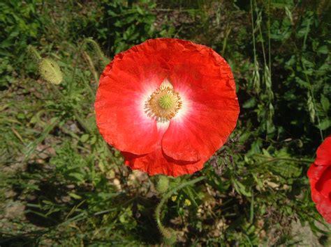 Imageafter Photos Maartent Poppy Red Round Flower Blooming