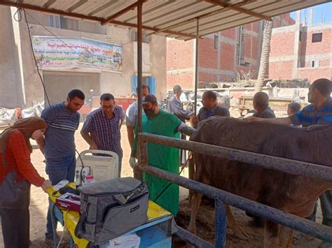 مركز البحوث الزراعية ينظم قافلة بيطرية مجانية لمحافظة المنوفية جريدة