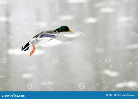 Flying mallard stock photo. Image of thames, winter, snow - 29611774