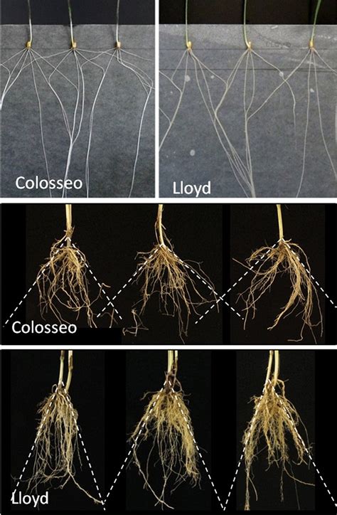 Correlations Between Seedling Stage And Adult Plant Root Phenotypes For Download Scientific