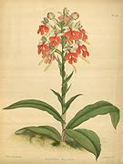 Habenaria Rhodocheila Wikimedia Commons