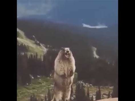 Screaming marmot (Орущий Сурок) - YouTube