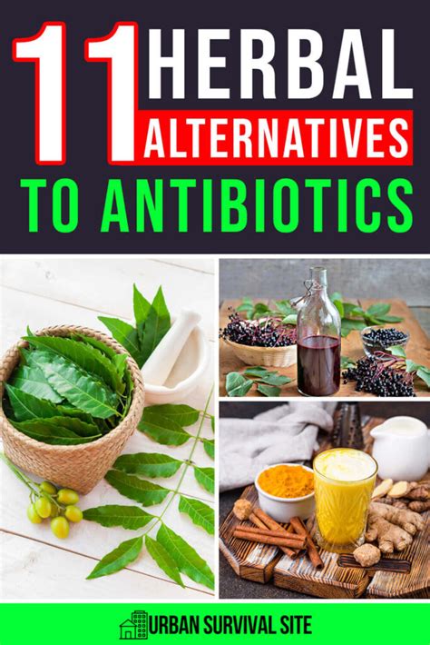 11 Herbal Alternatives To Antibiotics Herbalism Herbs For Health