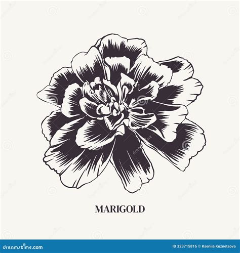 Marigold Flower Vector Monochrome Illustration Tagetes Plant Bud