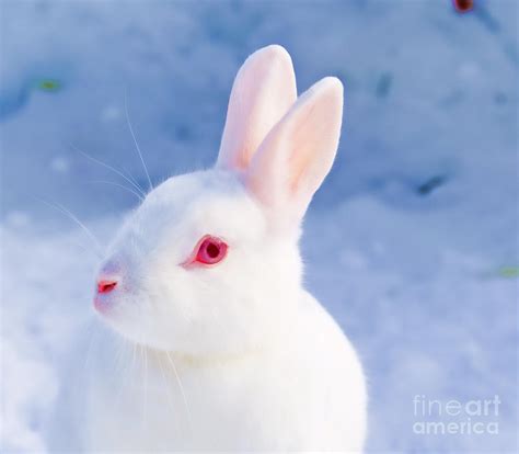 White Rabbit In Snow Photograph by Gry Thunes