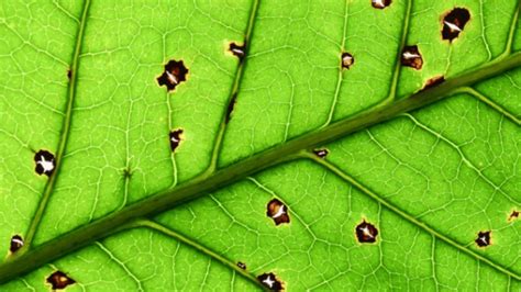 Malattie Delle Piante Come Riconoscerle