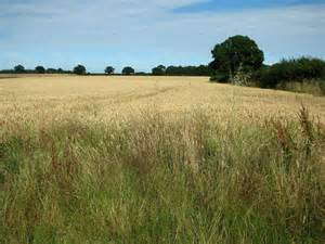 Wheat Crop Field East Of Spixworth Evelyn Simak Cc By Sa 2 0