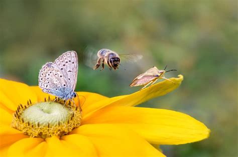 Pourquoi protéger la biodiversité est indispensable