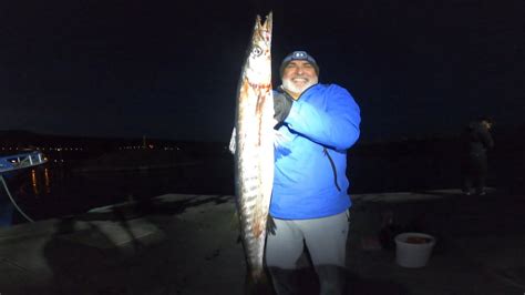 Pesca De Bicudas Isca Viva E Na Amostra Barracuda Fishing K Uhd