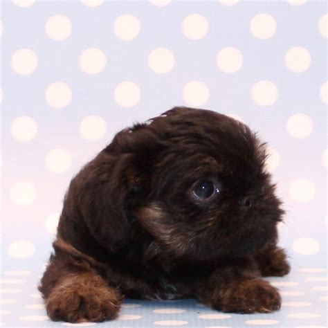 Brussels Griffon Puppies For Sale | Naples, FL #217888