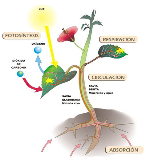 Nutrici N De Las Plantas Mind Map