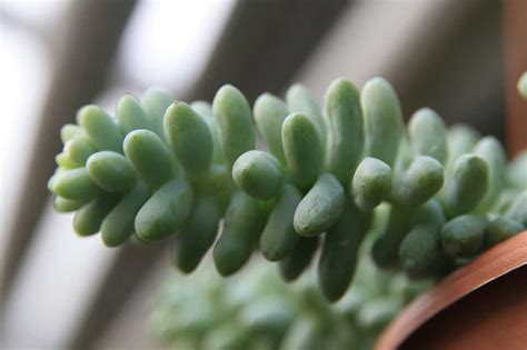 The 18 Most Beautiful Desert Plants – Rhythm of the Home