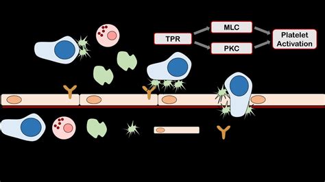 Researchers Shed New Insight Into Cellular Process Which Prevents