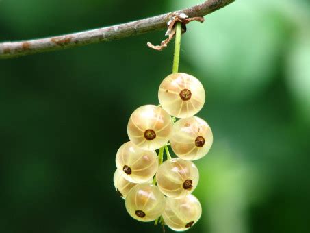 Images Gratuites La Nature Fleur Fruit Baie Doux Feuille