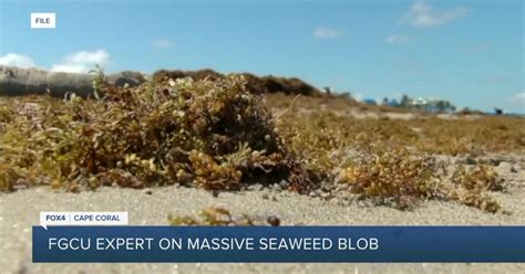 FGCU Professor explains Sargassum Seaweed Blob in the Atlantic Ocean