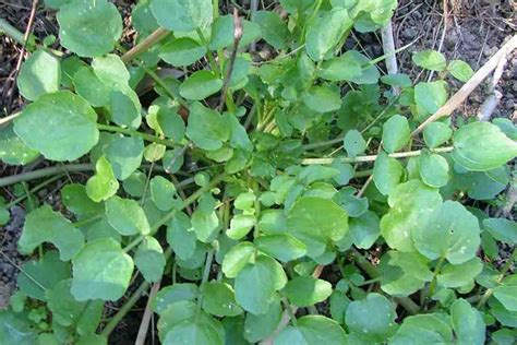 Rorippa Nasturtium Aquaticum