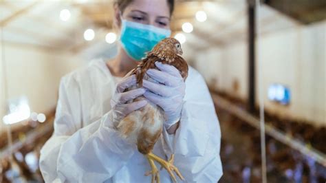 Vogelgrippe Ist das H5N1 Virus auch für Menschen gefährlich