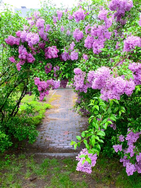 Jenny Steffens Hobick Flashback Lilac Season Mr Darcy Stopping To