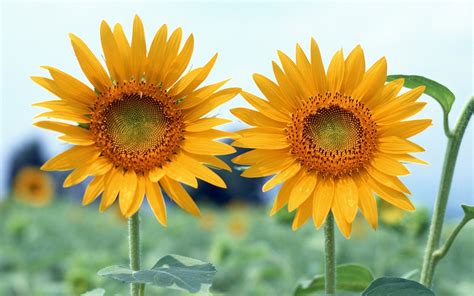 Wallpaper Depth Of Field Flowers Plants Sunflowers Flower Flora