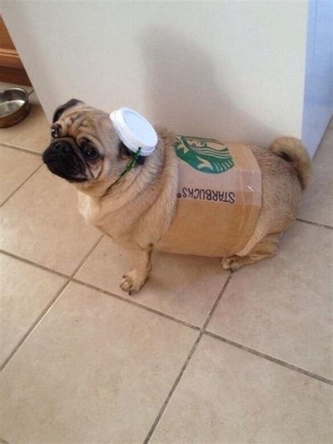 Costumes That Prove Pugs Always Win At Halloween - Barnorama