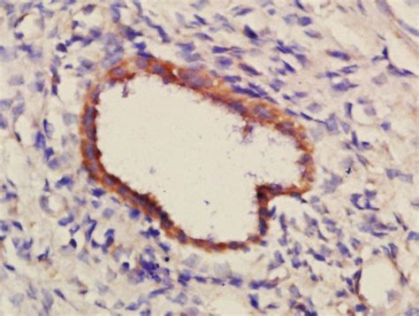 Pcdh7 Polyclonal Antibody Bs 11085r