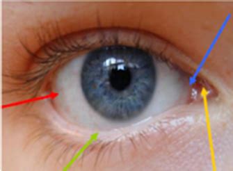 Aocp Conjunctiva And Sclera Week Flashcards Quizlet