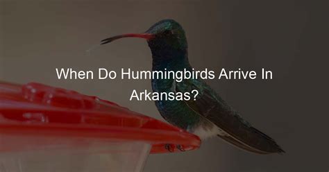 When Do Hummingbirds Arrive In Arkansas?