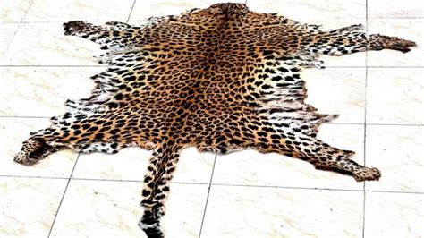 Crime Branch Stf Seizes Leopard Skin In Nuapada 2 Arrested