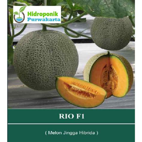 Jual Benih Melon Hibrida Daging Warna Jingga RIO F1 Isi 40 Butir Benih