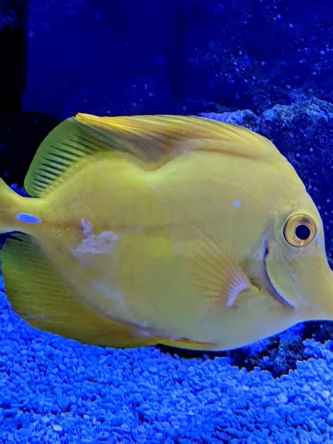 Yellow Tang Help | REEF2REEF Saltwater and Reef Aquarium Forum