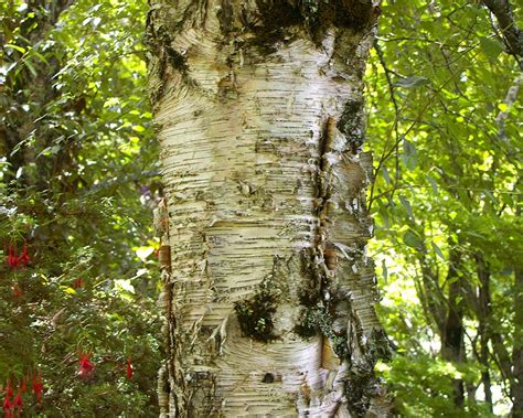 Betula Pendula Gardensonline