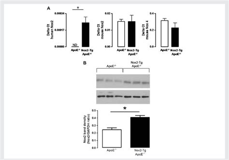 Characterization Of Nadph Oxidase Expression In The Nox Tg Apoe