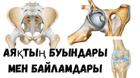 Аяқтың буындары мен байламдары | 3D форматта - YouTube