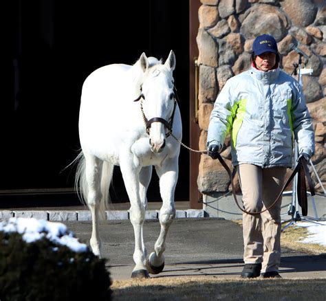 “白い怪物”ゴールドシップが白さ増した馬体で関係者を魅了 ビッグレッドf種牡馬展示会 競馬写真ニュース 日刊スポーツ