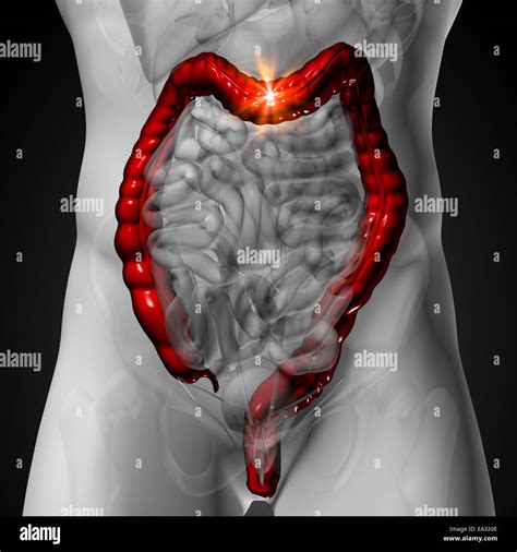 Colon Intestino Grueso Anatom A Masculina De Rganos Humanos