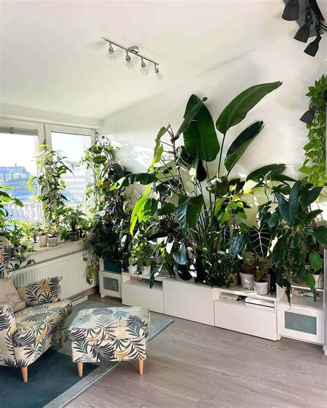 Indoor Plants Living Room Ideas