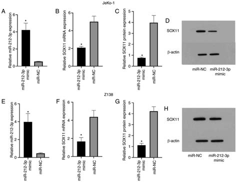 Association Between Mir P And Sox And The Effects Of Mir P