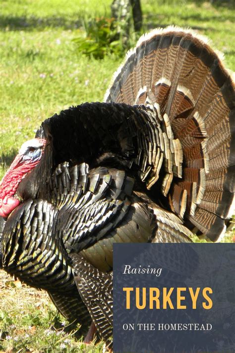 Raising Turkeys On The Homestead Grit Turkey Breeds Turkey Hunting