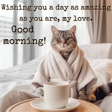 Romantic Good Morning Message Cat Picturesdown