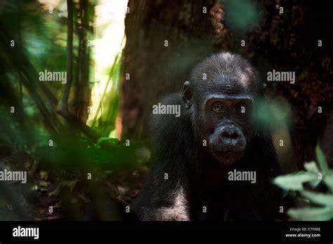 Scary gorilla hi-res stock photography and images - Alamy