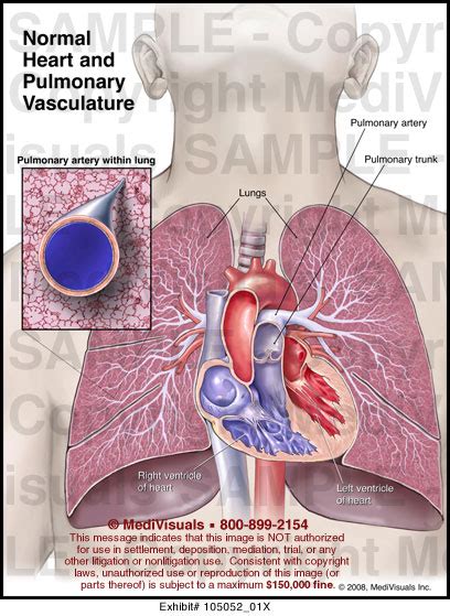 Normal Heart and Pulmonary Vasculature - Medivisuals Inc.