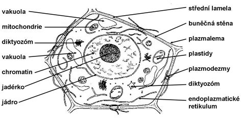 Obrázek Stavba rostlinné buňky