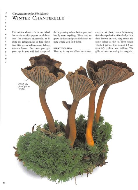 The Mushroom Guide And Identifier Info Page 50 Flip Pdf Online Pubhtml5