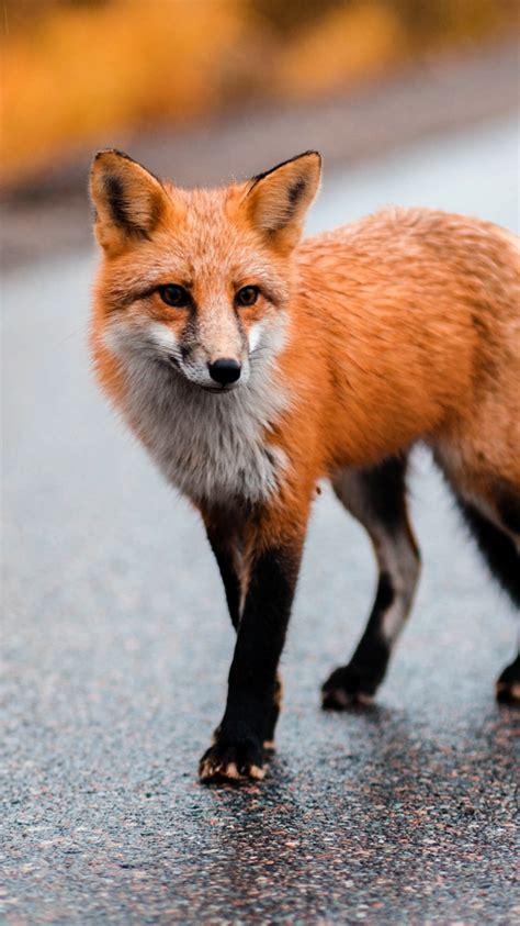 Red Fox Iphone Wallpapers Wallpaper Cave