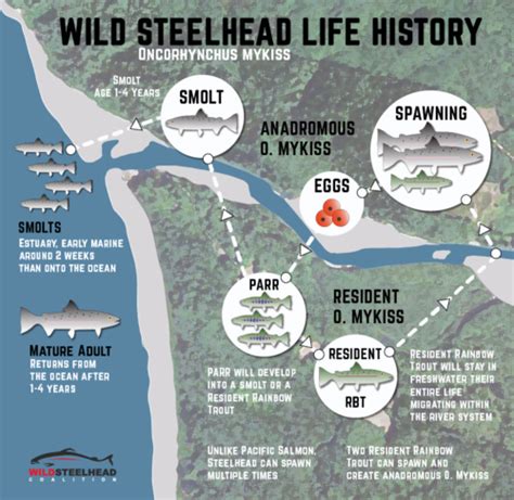 Steelhead Fundamentals — Wild Steelhead Coalition