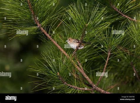 Female indigo bunting Stock Photo - Alamy