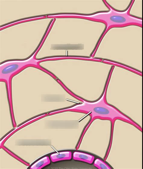 Bone Canaliculus Diagram | Quizlet