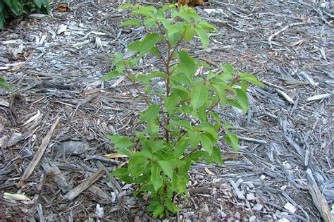 Factsheet Cinnamomum Camphora Camphor Laurel