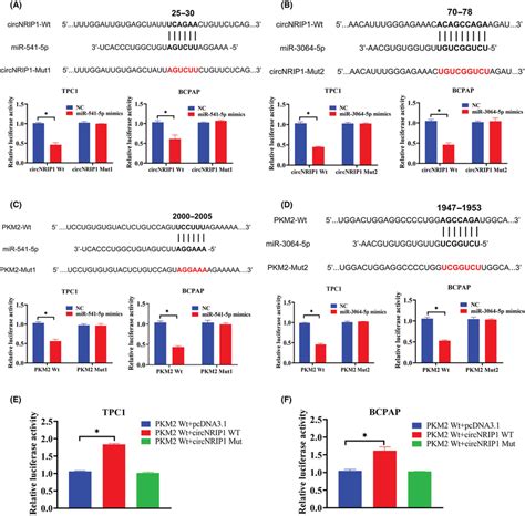 Circular Rna Nuclear Receptorinteracting Protein Circnrip Acts As